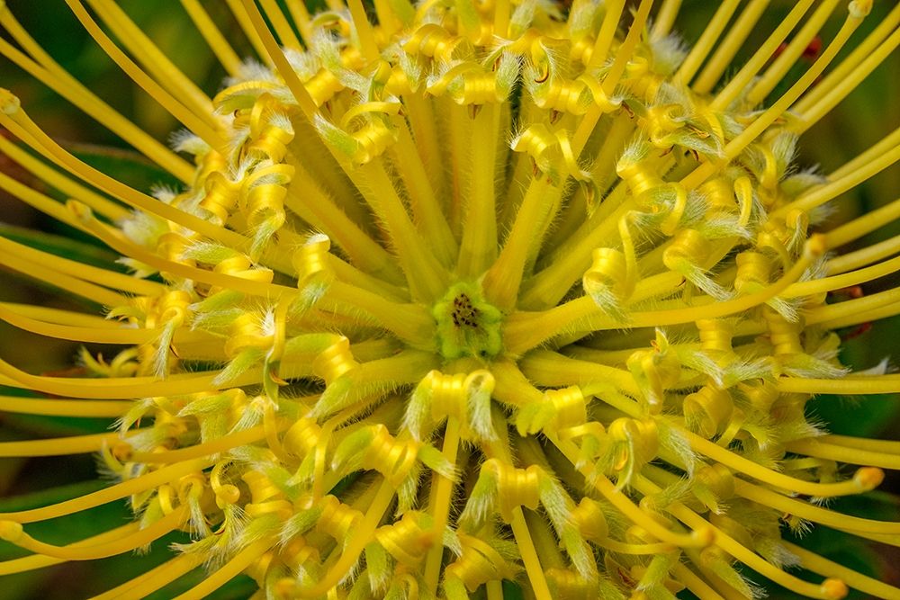 Pincushion flower